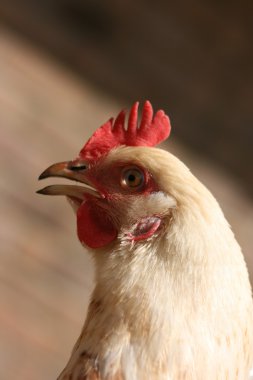bir İngiliz Bahçesi Sussex tavuk