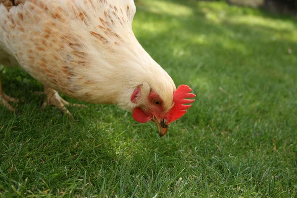Sussex chicken in an English Garden — Stock Photo, Image