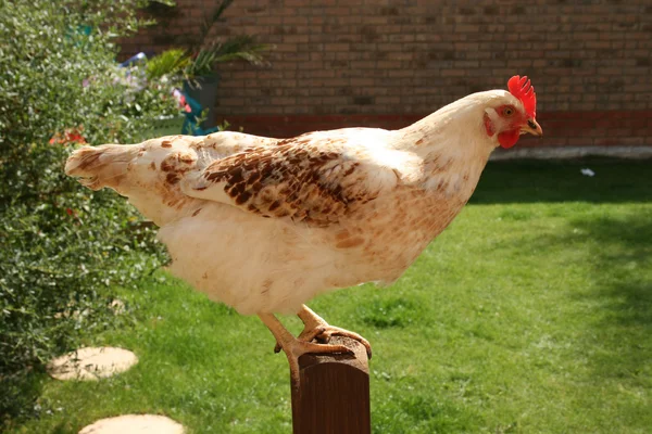 Kurczak Sussex w ogród angielski — Zdjęcie stockowe