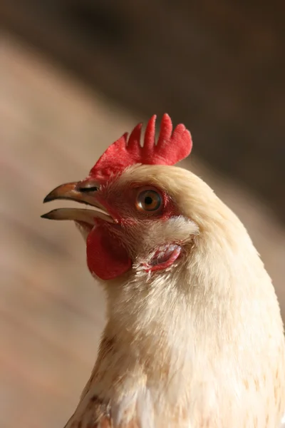 Sussex kuře v anglické zahradě — Stock fotografie