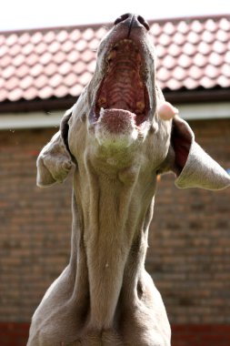 Weimaraner jumping in a british garden clipart