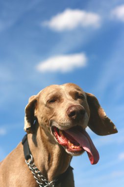 Weimaraner in a british garden clipart