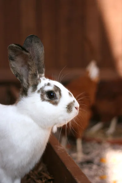 stock image Pet rabbit in the garden