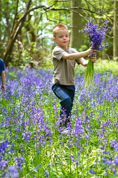 Chlapci hrají v lese bluebell — Stock fotografie
