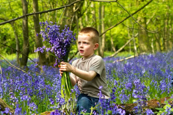 Fiú játszik a bluebell erdőben — Stock Fotó