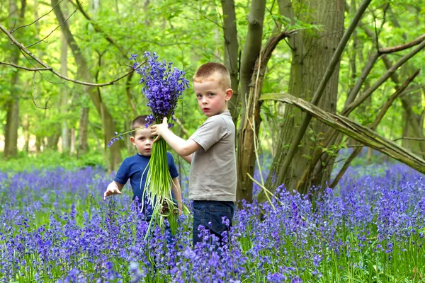 Boys plauing in the bluebell woods — Stock Photo, Image