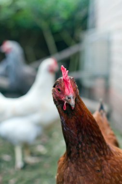 Hens in a british garden clipart