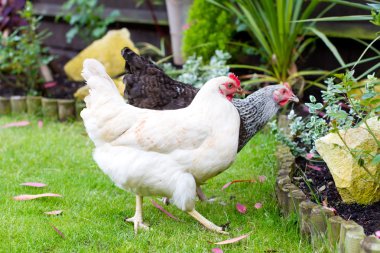Hens in an English garden clipart