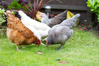 Hens in an English garden clipart