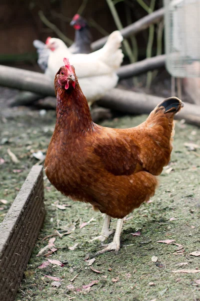 Hens in a british garden — Stock Photo, Image