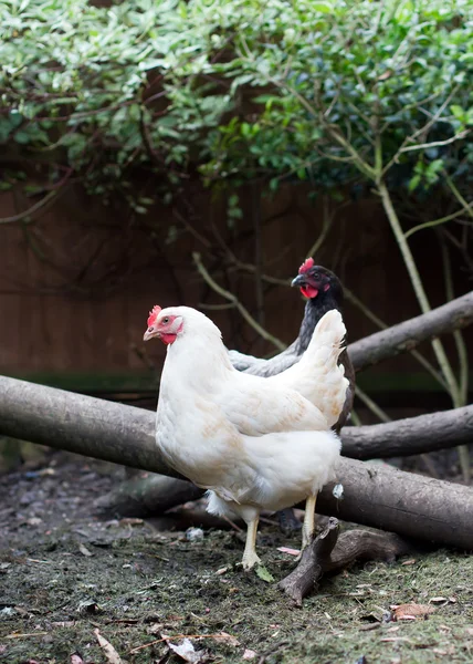 Kury w ogród angielski — Zdjęcie stockowe