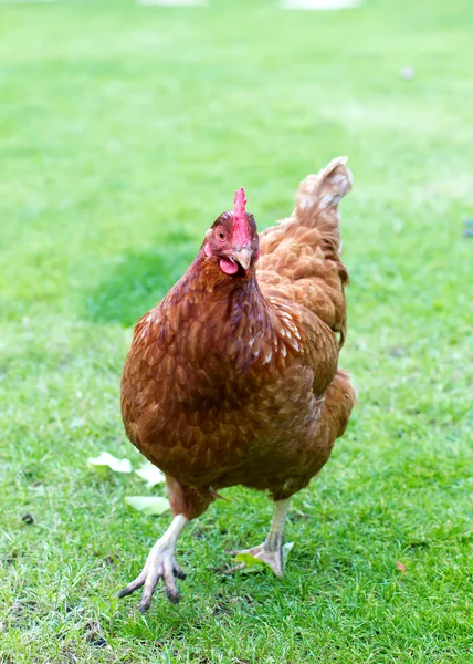 母鸡在英语花园 — 图库照片