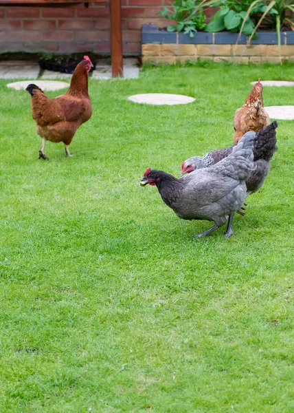 Hens in an English garden — Stock Photo, Image