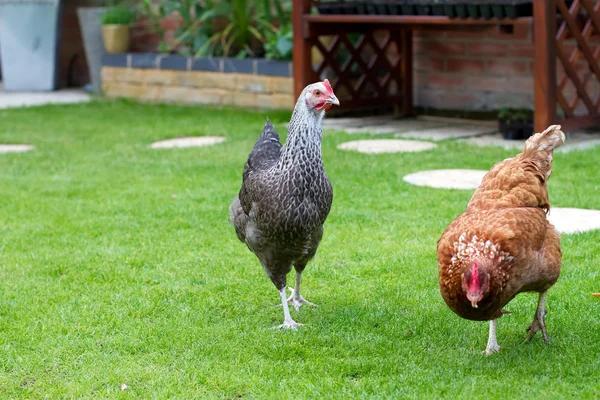 母鸡在英语花园 — 图库照片