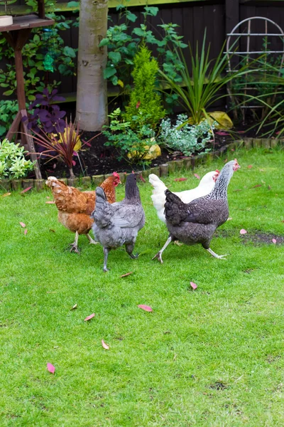 Poules dans un jardin anglais — Photo