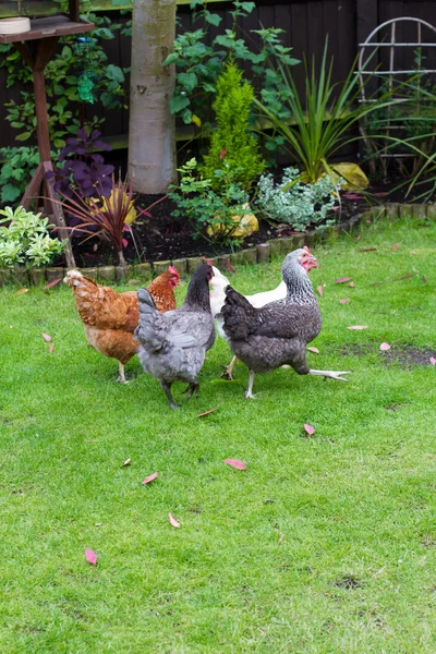 Hens in an English garden — Stock Photo, Image