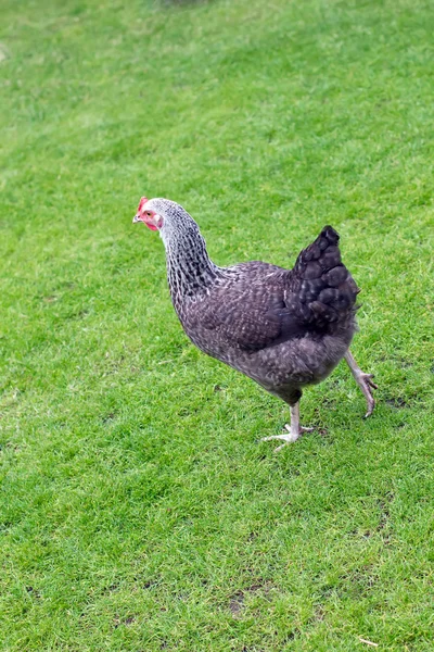 Kury w ogród angielski — Zdjęcie stockowe