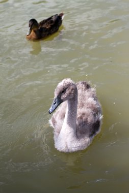 Cygnet