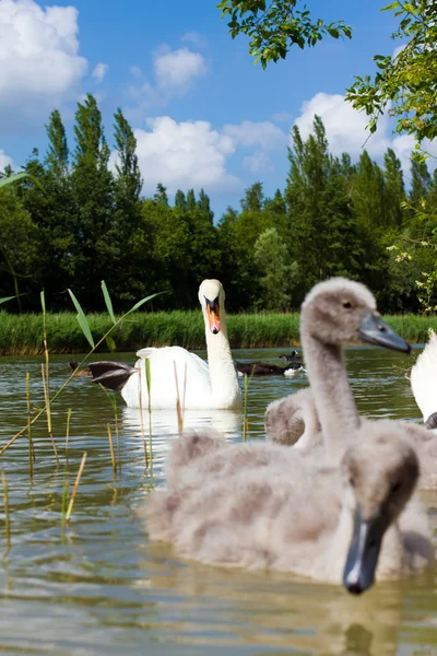 Swan with her cygnets — Stock Photo, Image