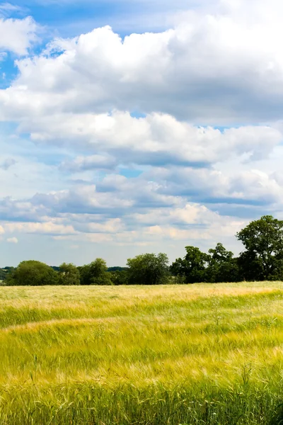 stock image Field