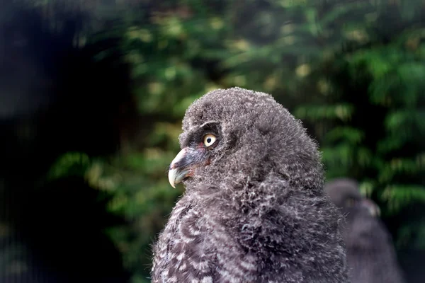 Bebê grande coruja cinza olhando para a frente — Fotografia de Stock
