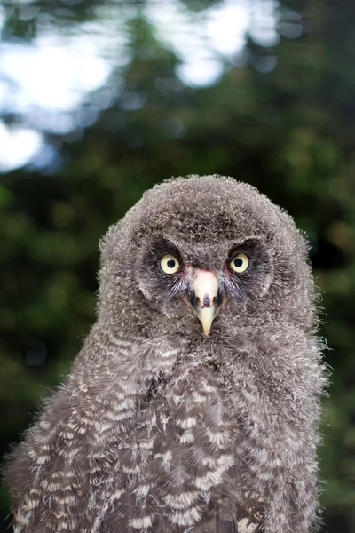Baby great grey owl staring ahead — Stock Photo, Image