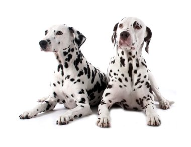 Dalmatian clipart