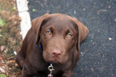 Kameraya bakarak çikolata labrador