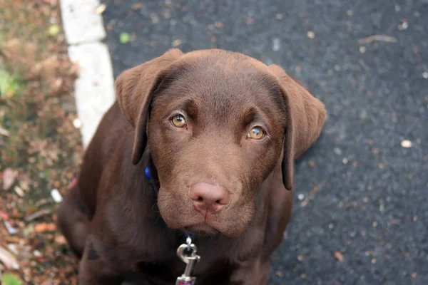 Labrador de chocolate olhando para a câmera — Fotografia de Stock
