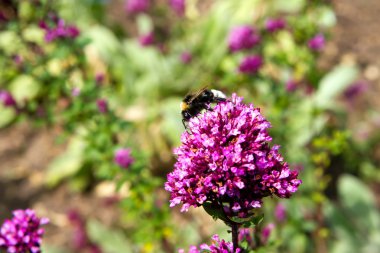 Bee feasting upon a purple flower clipart