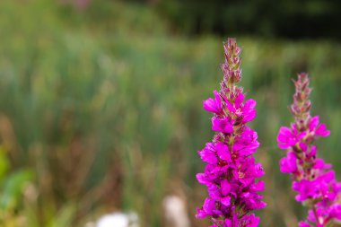 bir Nehri yakınında uzun boylu pembe lythrum plantsgrowing