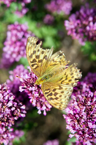 stock image Comma butterfly resting on purple flowers