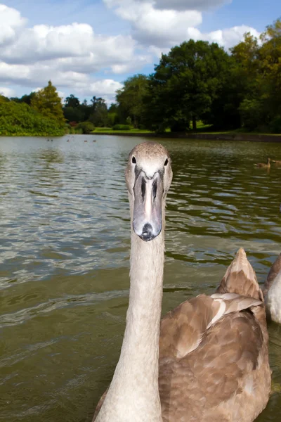 Hezká mladá labuť, plavání na jezeře — Stock fotografie