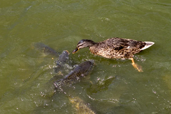 Kachna versus kapry ryby v jezeře — Stock fotografie