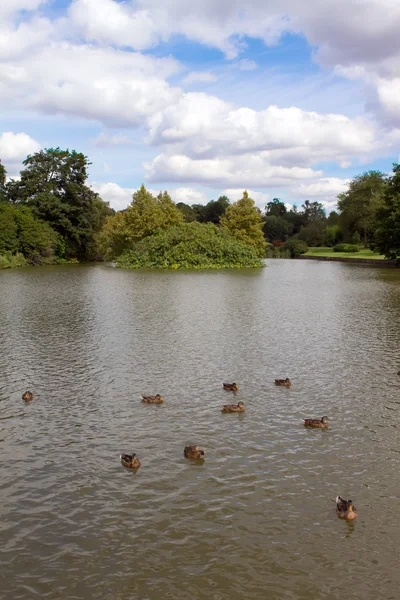 A few mallards swim across the lake