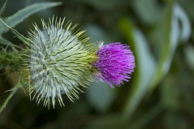 Thistle mor tacı olan