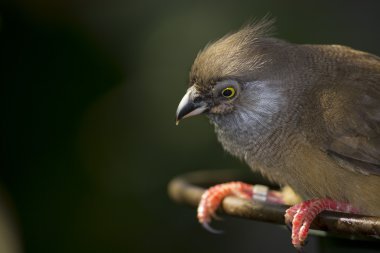 Yellow Eyed Junco clipart