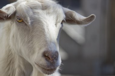 Goat Portrait clipart