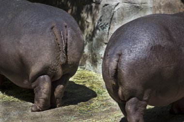 Two Hippo Butts clipart