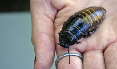 Hissing Cockroach clipart