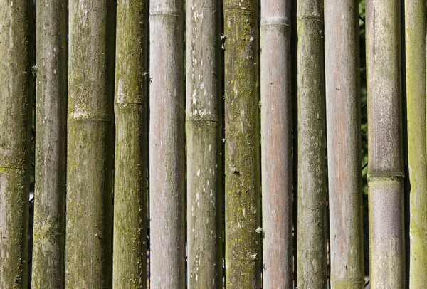 stock image Bamboo Texture Background