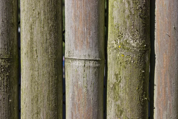 Bambu dokusu arkaplanı