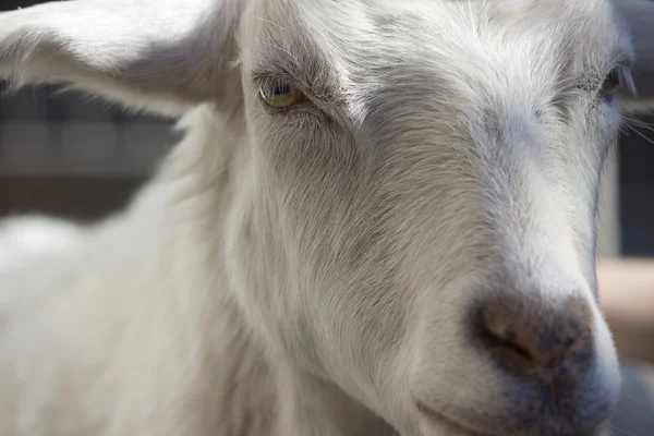 stock image Goat Portrait 2