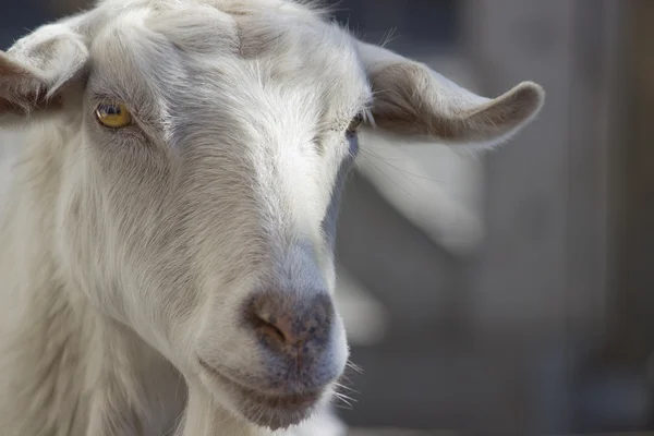 Goat Portrait — Stock Photo, Image
