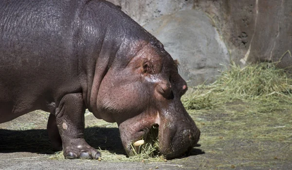 Hipopótamo comer —  Fotos de Stock