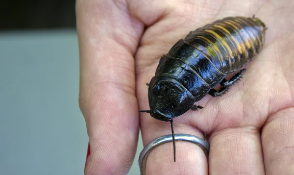 Hissing Cockroach — Stock Photo, Image