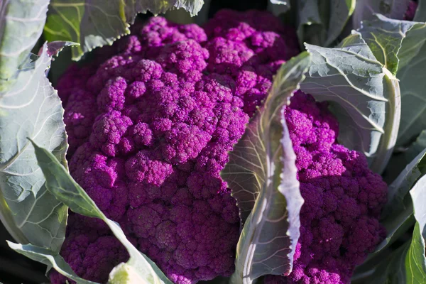 Фиолетовая цветная капуста — стоковое фото