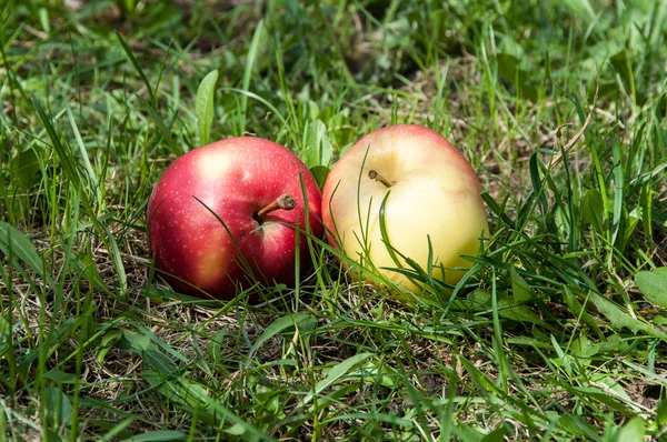 Pommes sur l'herbe — Photo
