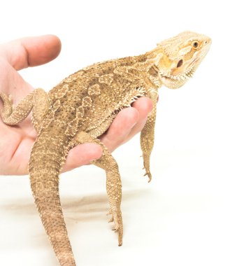 Lizard pogona viticeps sitting in hand on white background clipart