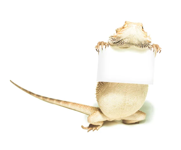 Lizard holding card in hand on white background — Stock Photo, Image